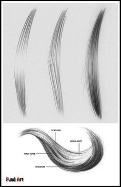 different types of hair that are labeled in the following diagram, including long and short hair