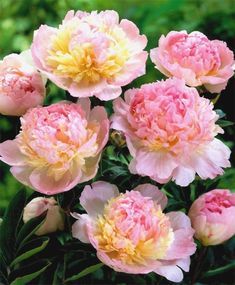 pink and yellow flowers are blooming in the garden