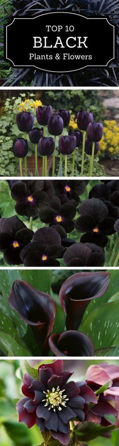 black flowers with green leaves in the background and text overlaying top 10 black plants & flowers