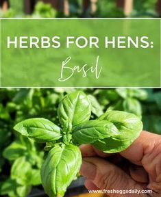 herbs for hens basil growing in the garden with text overlay that reads, herbs for hens basil