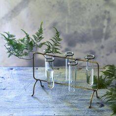 three test tubes with plants in them on a metal rack next to a wooden table