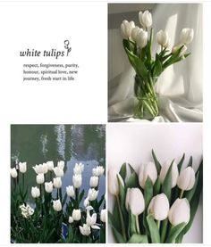 white tulips are arranged in four different photos