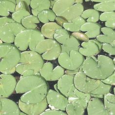 water lilies floating on top of a pond filled with green leaves