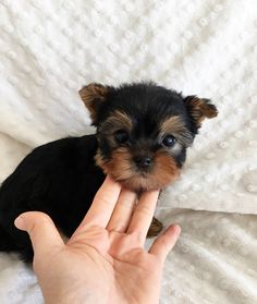 a small black and brown dog sitting on top of a bed next to someone's hand