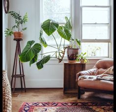 a living room filled with furniture and plants