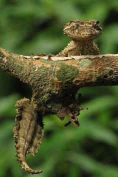 a small lizard sitting on top of a tree branch