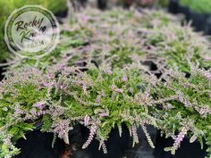 purple flowers are growing in black plastic pots