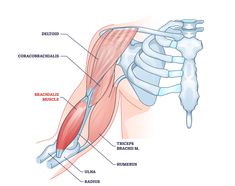 the muscles are labeled in this diagram