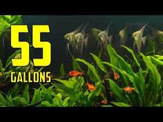 an image of some fish in the water with plants and algaes around it that reads 55 gallon gallons