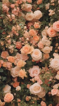 many different colored roses growing on the side of a building with green leaves and flowers