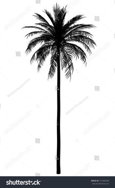 a black and white silhouette of a palm tree on a white background with clippings