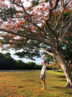 a person standing under a tree in the grass