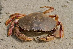 a close up of a crab on the sand