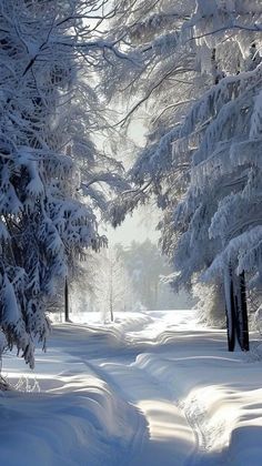 snow covered trees line the side of a snowy road