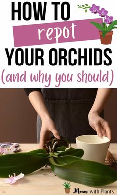 how to repat your orchids and why you should