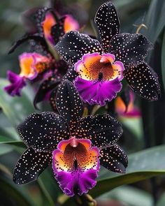 purple and yellow orchids with black spots on their petals are blooming in the garden