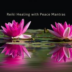 two pink water lilies floating on top of a pond with the words reiki healing with peace mantass