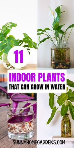 indoor plants that can grow in water