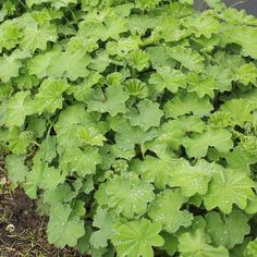 green plants growing in the ground with water droplets on them