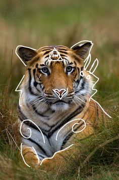 a tiger laying down in the grass with its eyes open and looking at the camera