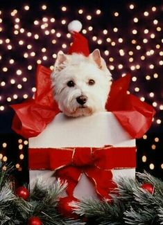 a small white dog wearing a red bow sitting in a present box surrounded by christmas lights