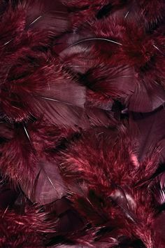 red feathers are arranged on top of each other in this close up photo, which is very dark purple