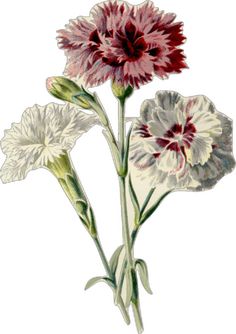 two white and red flowers with green stems on a white background in an antique style