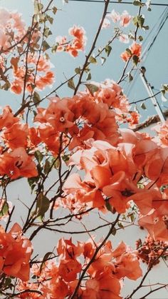 pink flowers blooming on the branches of a tree in front of a blue sky