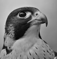 a black and white photo of a bird's head with large, round eyes