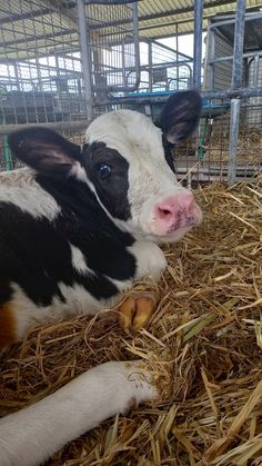 a black and white cow laying on top of dry grass in a caged area