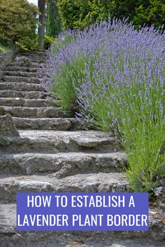 steps leading up to lavender plants with text overlay how to establishment a lavender plant border