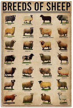 a poster with different types of sheep on it's sides and the words, breeds of sheep