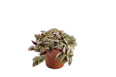 a potted plant with purple and green leaves on it's side, in front of a white background