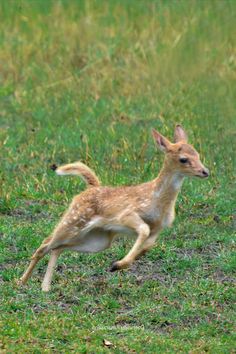 Running baby deer Fast Drawing, Running Photography, Running Fast, Rabbit Photos, Rabbit Run