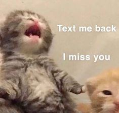 Cute Cat Pictures With Text, Relatable Cat Pictures, Cat Miss You, Are You There, Cute I Miss You, I Miss You Funny, I Miss You Cat, I Think You Accidentally Left Me On Read, Miss You Meme