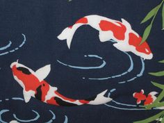 two koi fish are swimming in the water