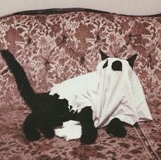 a black and white cat laying on top of a couch covered in a cloth covering it's face