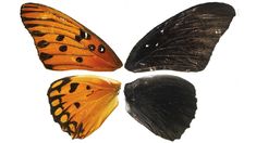 three butterflies with black and orange wings on white background