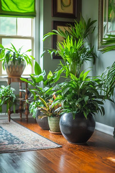 there are many house plants in the living room