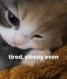 a kitten is cuddling with its paw on a blanket that says tired, sleepy even