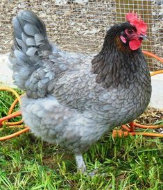 a gray and white chicken standing on top of grass