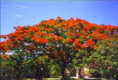 an orange tree with bright red flowers in the foreground