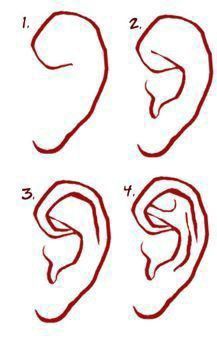 four different types of ear shapes and their corresponding parts are shown in red ink on a white background