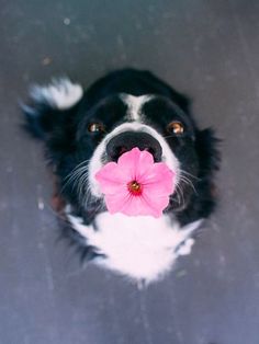 a black and white dog with a pink flower in its mouth looking up at the camera