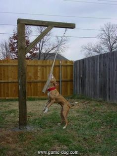 a dog playing with a frisbee in its mouth near a wooden pole and fence