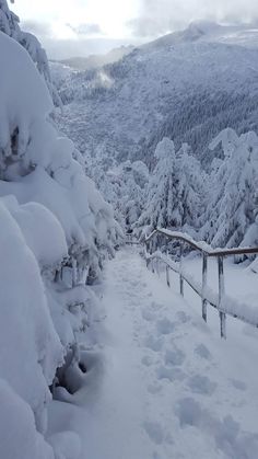 the path is covered in snow and has lots of trees on both sides, along with a railing