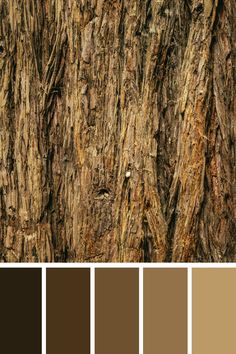 the bark of a large tree is brown and has many different color shades to choose from