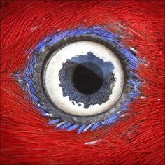 the eye of a red and blue bird