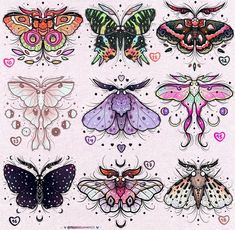 a drawing of different kinds of moths