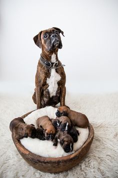 a dog sitting in a wooden bowl with puppies inside it on a white rug